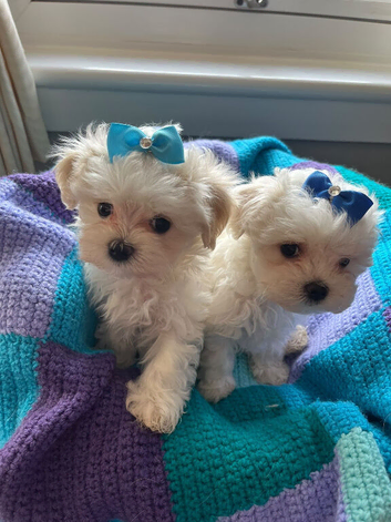 Gorgeous Litter of Maltese Puppies