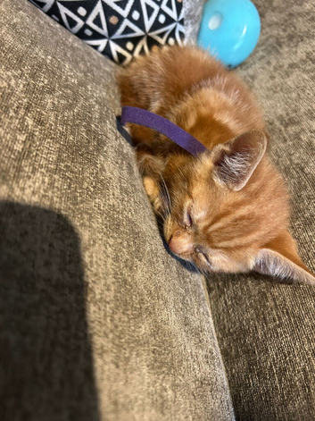 4 x boys 4 x girls kittens