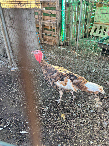 Bourbon turkey