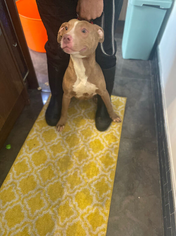 3 puppies ready for there forever home