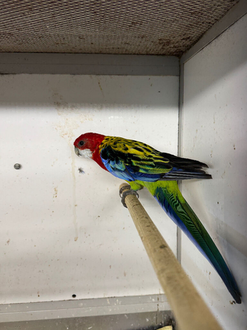 Golden mantled rosella hen