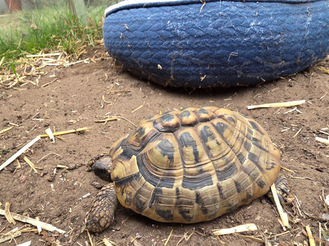 Herman tortoise for sale