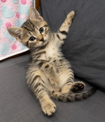 6 weeks old !! 5 beautiful!! British  Shorhair x kittens