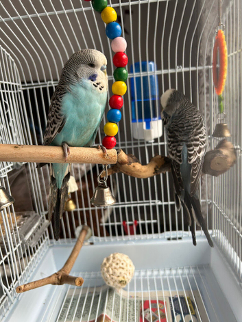 English budgies