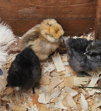 Silkie chicks mixed colours