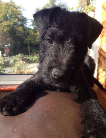 2 beautiful Yorkshire's puppy's