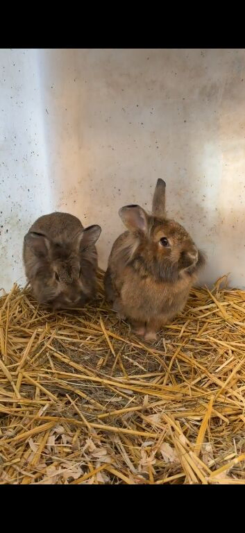 Lion head breed pair