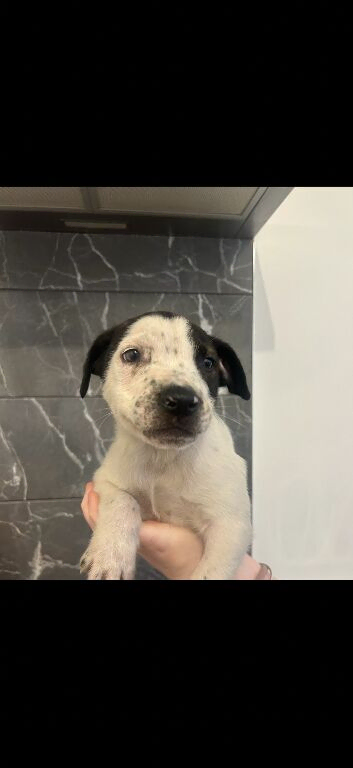 American bulldog puppies