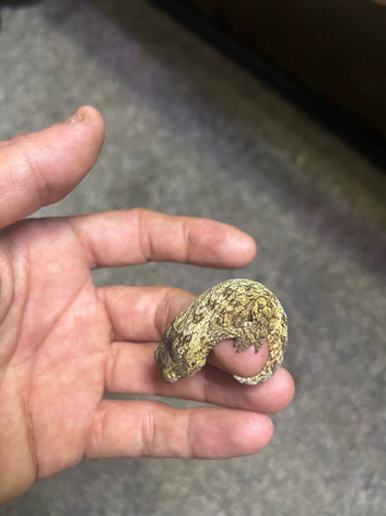Leachianus geckos