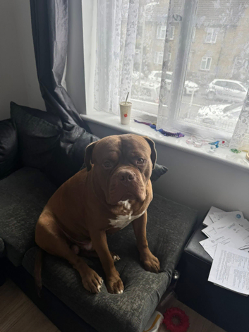 Male dog looking to stud