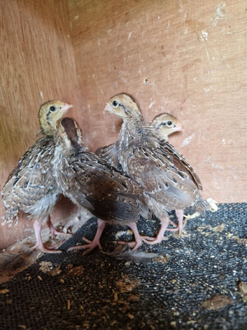 4 Northern bobwhite quail chicks