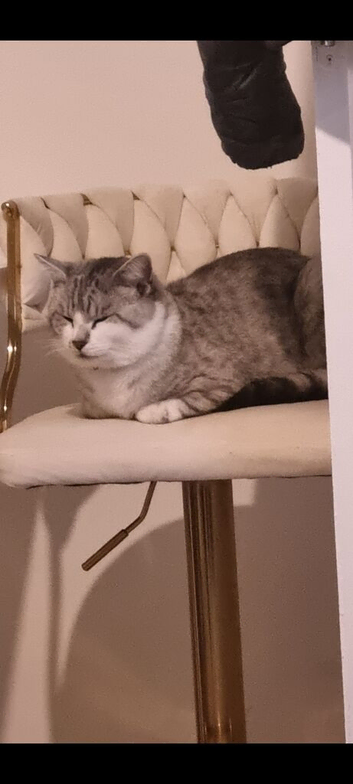 Male cat for rehoming