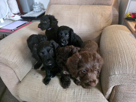 Australian Labradoodle Puppies