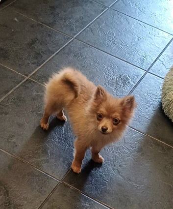 Last girl pomeranian!