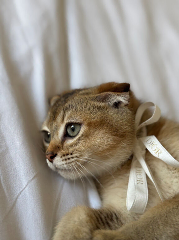 Scottish fold, golden shaded (ny11)