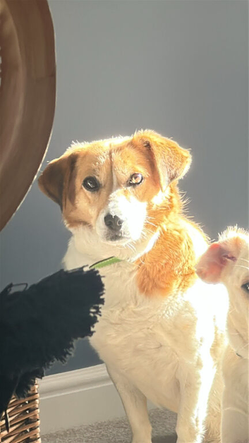 LALA &ndash; A GENTLE, SENSITIVE SOUL SEEKING A QUIET, ADULT-ONLY HOME