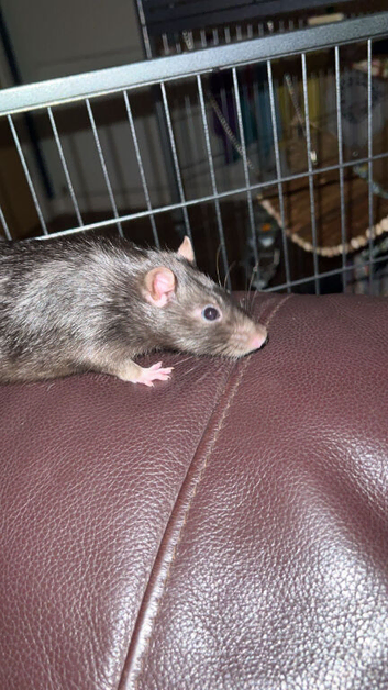 2 bonded male rats