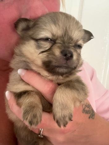 Pomchi puppies