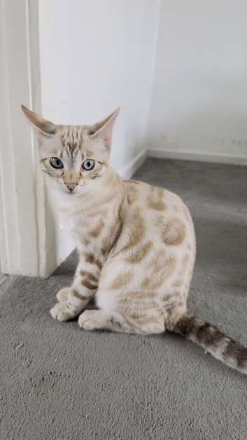 Beautiful Male Bengal Kitten - Rocky