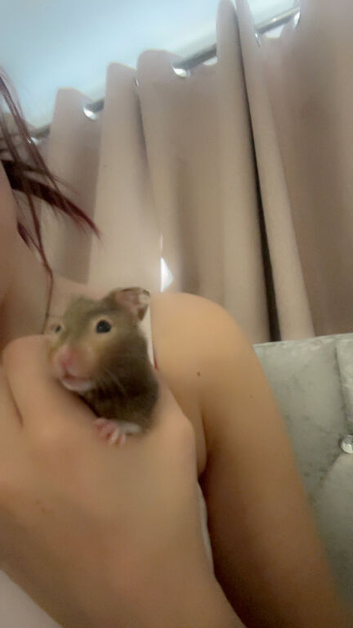 Syrian hamster