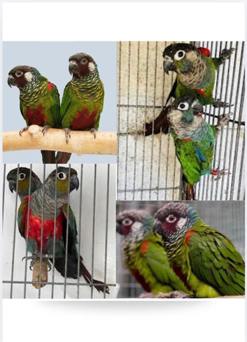 Bonded Pair of Conures
