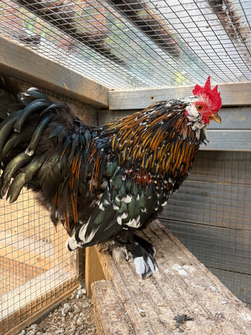 2 Bantam Rooster Free