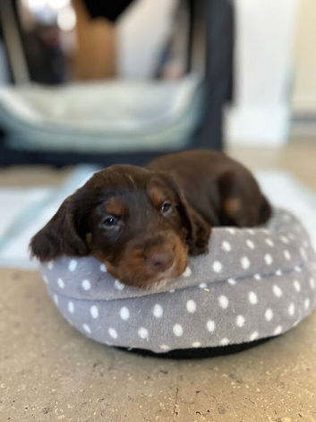 Cocker Spaniel puppies