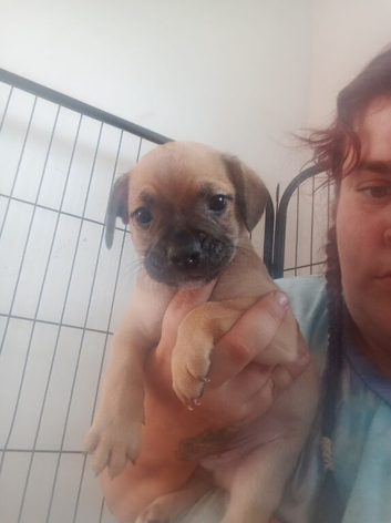 6 puppies for sale
