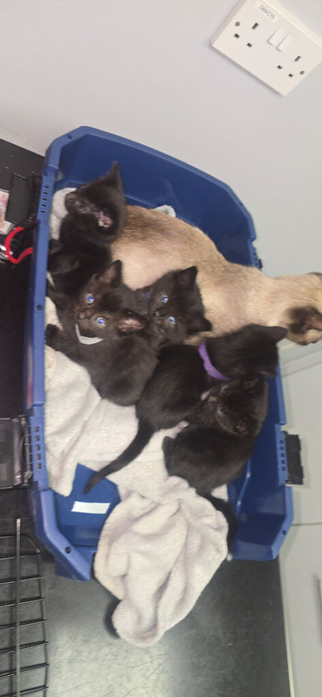 1 boy left Siamese Cross British Shorthair