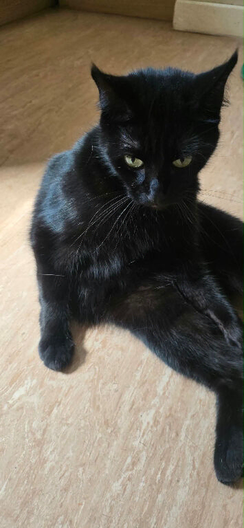 2 Black Girl Adult Cats Mum & Daughter