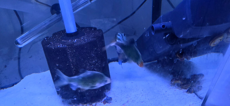 3 green tiger barbs