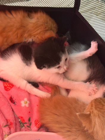 Kittens for sale