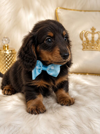 Absolutely stunning mini Daxi pups