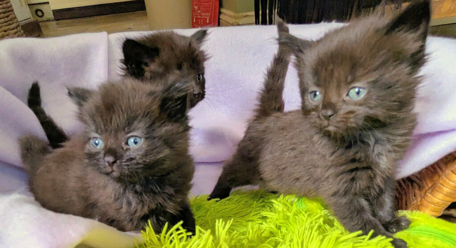 Gorgeous very Fluffy Chocolate Kittens, part Savannah part British Blue