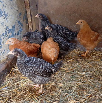 6 week old female chickens