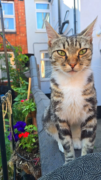 Cat