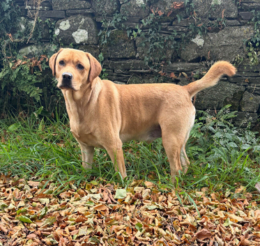 Handsome KC Reg Labrador Retriever Adult Male