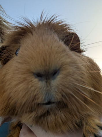 Guinea pigs