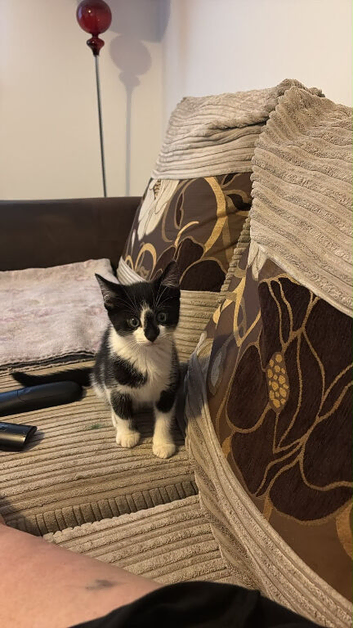 Selling my loving cat