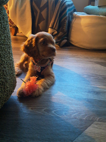 Puppy cocker spaniel