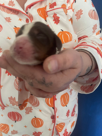 Beautiful cocker spaniles for sale