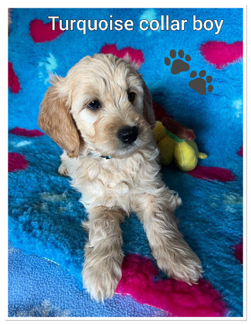 VET CHECKED STUNNING F1 MINIATURE GOLDENDOODLES
