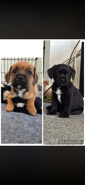 2 girls still looking for their forever homes