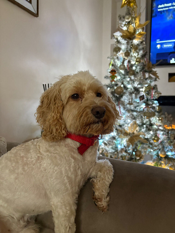 Cockapoo stud