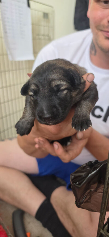 10 German shepherd puppies