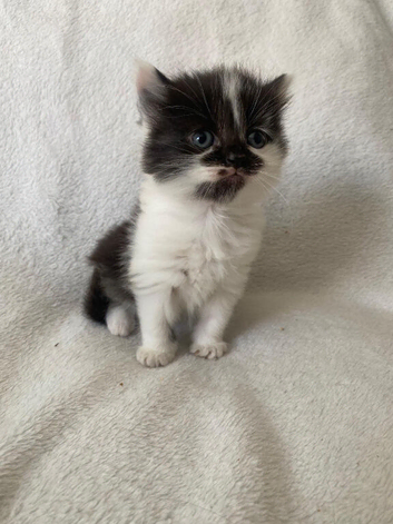 Ragdoll x Russian Blue babies