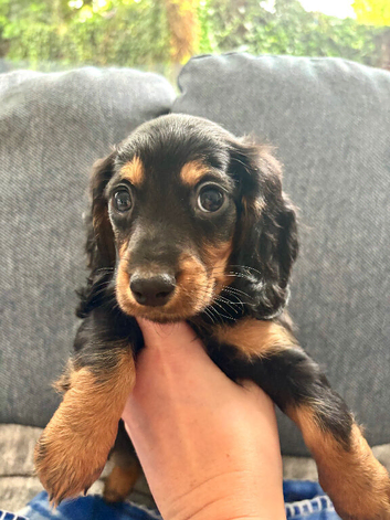 Girl Puppies