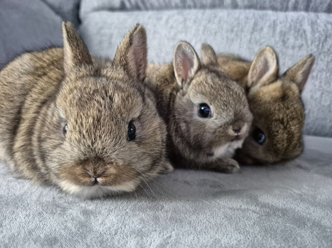 3 beautiful  netherland  dwarfs fawn