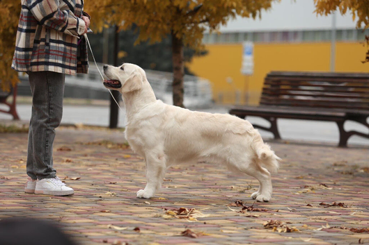 KC registered golden retriever puppies