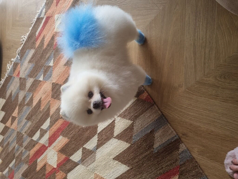 Beautiful white toy pomeranian